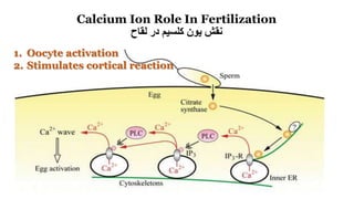 Calcium Ion Role In Fertilization
‫لقاح‬ ‫در‬ ‫کلسیم‬ ‫یون‬ ‫نقش‬
1. Oocyte activation
2. Stimulates cortical reaction
 