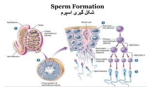 Sperm Formation
‫اسپرم‬ ‫گیری‬ ‫شکلĬ
 