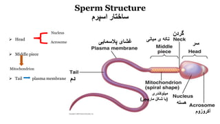 Sperm Structure
‫اسپرم‬ ‫ساختار‬
‫دم‬
‫پالسمایی‬ ‫غشای‬
‫گردن‬
‫سر‬
‫میانی‬ ‫ی‬ ‫تکه‬
‫هسته‬
‫آکروزوم‬
‫میتوکندری‬
(‫مارپیچی‬ ‫شکلĬ ‫با‬)
 Head
 Middle piece
Mitochondrion
 Tail plasma membrane
Nucleus
Acrosome
 