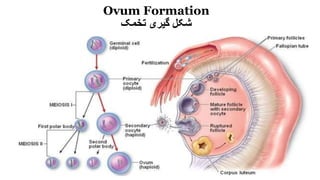 Ovum Formation
‫تخمک‬ ‫گیری‬ ‫شکلĬ
 