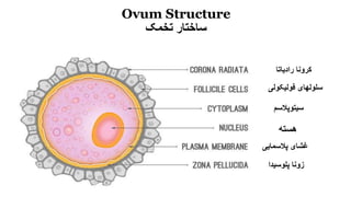 Ovum Structure
‫تخمک‬ ‫ساختار‬
‫پلوسیدا‬ ‫زونا‬
‫پالسمایی‬ ‫غشای‬
‫هسته‬
‫سیتوپالس‬‫م‬
‫فولیکولی‬ ‫سلولهای‬
‫رادیاتا‬ ‫کرونا‬
 