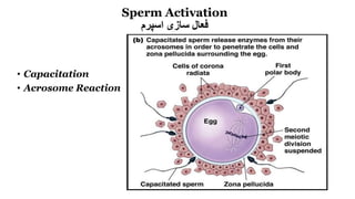Sperm Activation
‫اسپرم‬ ‫سازی‬ ‫فعال‬
• Capacitation
• Acrosome Reaction
 