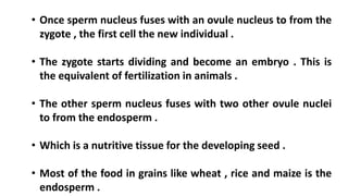 • Once sperm nucleus fuses with an ovule nucleus to from the
zygote , the first cell the new individual .
• The zygote starts dividing and become an embryo . This is
the equivalent of fertilization in animals .
• The other sperm nucleus fuses with two other ovule nuclei
to from the endosperm .
• Which is a nutritive tissue for the developing seed .
• Most of the food in grains like wheat , rice and maize is the
endosperm .
 