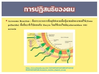  Acrosome Reaction : คือกระบวนการที่อสุจิทาลายเยื่อหุ้มเซลล์ของเซลล์ไข่(Zona
pellucida) พื่อที่จะเข้าไปผสมกับ Oocyte โดยใช้เอนไซม์hyaluronidase และ
acrosin
การปฏิสนธิของคน
https://th.m.wikipedia.org/wiki/%E0%B9%84%E0%B8%9F%E0%B
8%A5%E0%B9%8C:Acrosome_reaction_diagram_en.svg
 