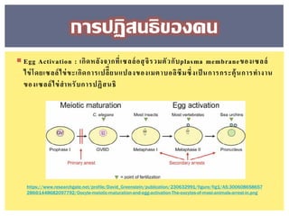 Egg Activation : เกิดหลังจากที่เซลล์อสุจิรวมตัวกับplasma membraneของเซลล์
ไข่โดยเซลล์ไข่ขะเกิดการเปลีี่ยนแปลงของเมตาบอลิซึมซึ่งเป็ นการกระตุ้นการทางาน
ของเซลล์ไข่สาหรับการปฏิสนธิ
การปฏิสนธิของคน
https://www.researchgate.net/profile/David_Greenstein/publication/230632991/figure/fig1/AS:300608658657
286@1448682097792/Oocyte-meiotic-maturation-and-egg-activation-The-oocytes-of-most-animals-arrest-in.png
 
