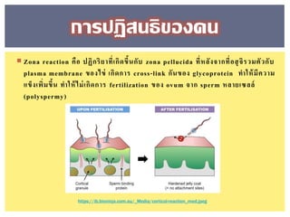  Zona reaction คือ ปฏิกริยาที่เกิดขึ้นกับ zona pellucida ที่หลังจากที่อสุจิรวมตัวกับ
plasma membrane ของไข่ เกิดการ cross-link กันของ glycoprotein ทาให้มีความ
แข็งเพิ่มขึ้น ทาให้ไม่เกิดการ fertilization ของ ovum จาก sperm หลายเซลล์
(polyspermy)
การปฏิสนธิของคน
https://ib.bioninja.com.au/_Media/cortical-reaction_med.jpeg
 