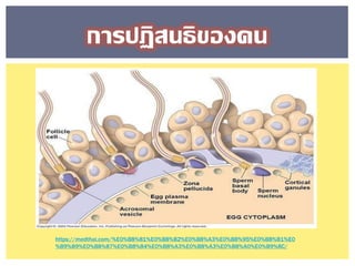 การปฏิสนธิของคน
https://medthai.com/%E0%B8%81%E0%B8%B2%E0%B8%A3%E0%B8%95%E0%B8%B1%E0
%B9%89%E0%B8%87%E0%B8%84%E0%B8%A3%E0%B8%A3%E0%B8%A0%E0%B9%8C/
 