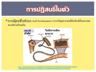 การปฏิสนธิในตัวเอง (self fertilization) การเจริญของเซลล์สืบพันธ์ทั้งสองเพศ
ของสัตว์พร้อมกัน
การปฏิสนธิในตัว
https://thaihealthlife.com/%E0%B8%9E%E0%B8%A2%E0%B8%B2%E0%B8%98%E0%B8%B
4%E0%B8%95%E0%B8%B1%E0%B8%A7%E0%B8%95%E0%B8%B7%E0%B8%94/
 