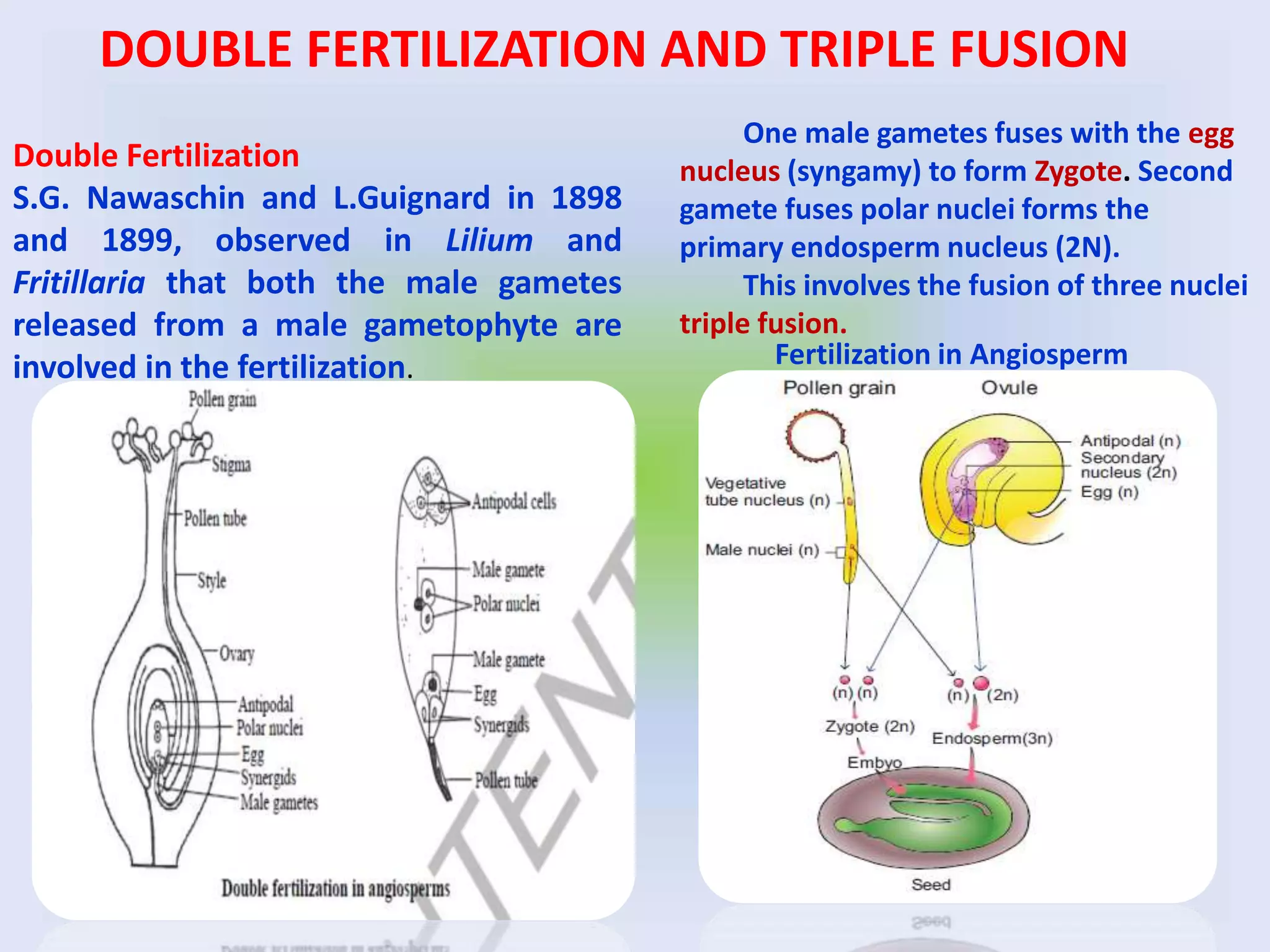 DOUBLE FERTILIZATION AND TRIPLE FUSION
Fertilization in Angiosperm
Double Fertilization
S.G. Nawaschin and L.Guignard in 1898
and 1899, observed in Lilium and
Fritillaria that both the male gametes
released from a male gametophyte are
involved in the fertilization.
One male gametes fuses with the egg
nucleus (syngamy) to form Zygote. Second
gamete fuses polar nuclei forms the
primary endosperm nucleus (2N).
This involves the fusion of three nuclei
triple fusion.