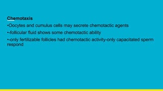 Chemotaxis
•Oocytes and cumulus cells may secrete chemotactic agents
•-follicular fluid shows some chemotactic ability
•-only fertilizable follicles had chemotactic activity-only capacitated sperm
respond
 