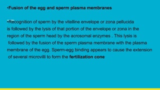 •Fusion of the egg and sperm plasma membranes
•Recognition of sperm by the vitelline envelope or zona pellucida
is followed by the lysis of that portion of the envelope or zona in the
region of the sperm head by the acrosomal enzymes . This lysis is
followed by the fusion of the sperm plasma membrane with the plasma
membrane of the egg. Sperm-egg binding appears to cause the extension
of several microvilli to form the fertilization cone
 