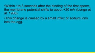 •Within 1to 3 seconds after the binding of the first sperm,
the membrane potential shifts to about +20 mV (Longo et
al. 1986).
•This change is caused by a small influx of sodium ions
into the egg.
 