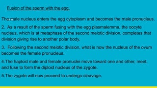 Fusion of the sperm with the egg,
The male nucleus enters the egg cytoplasm and becomes the male pronucleus.
2. As a result of the sperm fusing with the egg plasmalemma, the oocyte
nucleus, which is at metaphase of the second meiotic division, completes that
division giving rise to another polar body.
3. Following the second meiotic division, what is now the nucleus of the ovum
becomes the female pronucleus.
4.The haploid male and female pronuclei move toward one and other, meet,
and fuse to form the diploid nucleus of the zygote.
5.The zygote will now proceed to undergo cleavage.
 