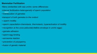 Mammalian Fertilization
•Many similarities with sea urchin; some differences:
•internal fertilization-heterogeneity of sperm population
•-translocation of gametes
•transport of both gametes to the oviduct
•--sperm motility
•-sperm capacitation-chemotaxis, thermotaxis, hyperactivation of motility
•-recognition at the zona pellucida(vitelline envelope in urchin eggs)
•-gamete adhesion
•-sperm-egg binding
•-acrosome reaction
•-prevention of polyspermy
•-fusion of genetic material
 