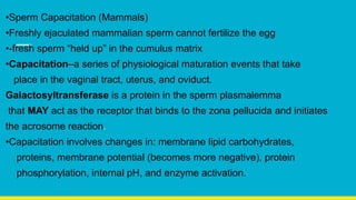 •Sperm Capacitation (Mammals)
•Freshly ejaculated mammalian sperm cannot fertilize the egg
•-fresh sperm “held up” in the cumulus matrix
•Capacitation–a series of physiological maturation events that take
place in the vaginal tract, uterus, and oviduct.
Galactosyltransferase is a protein in the sperm plasmalemma
that MAY act as the receptor that binds to the zona pellucida and initiates
the acrosome reaction.
•Capacitation involves changes in: membrane lipid carbohydrates,
proteins, membrane potential (becomes more negative), protein
phosphorylation, internal pH, and enzyme activation.
 