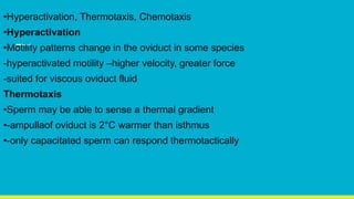 •Hyperactivation, Thermotaxis, Chemotaxis
•Hyperactivation
•Motility patterns change in the oviduct in some species
-hyperactivated motility –higher velocity, greater force
-suited for viscous oviduct fluid
Thermotaxis
•Sperm may be able to sense a thermal gradient
•-ampullaof oviduct is 2°C warmer than isthmus
•-only capacitated sperm can respond thermotactically
 