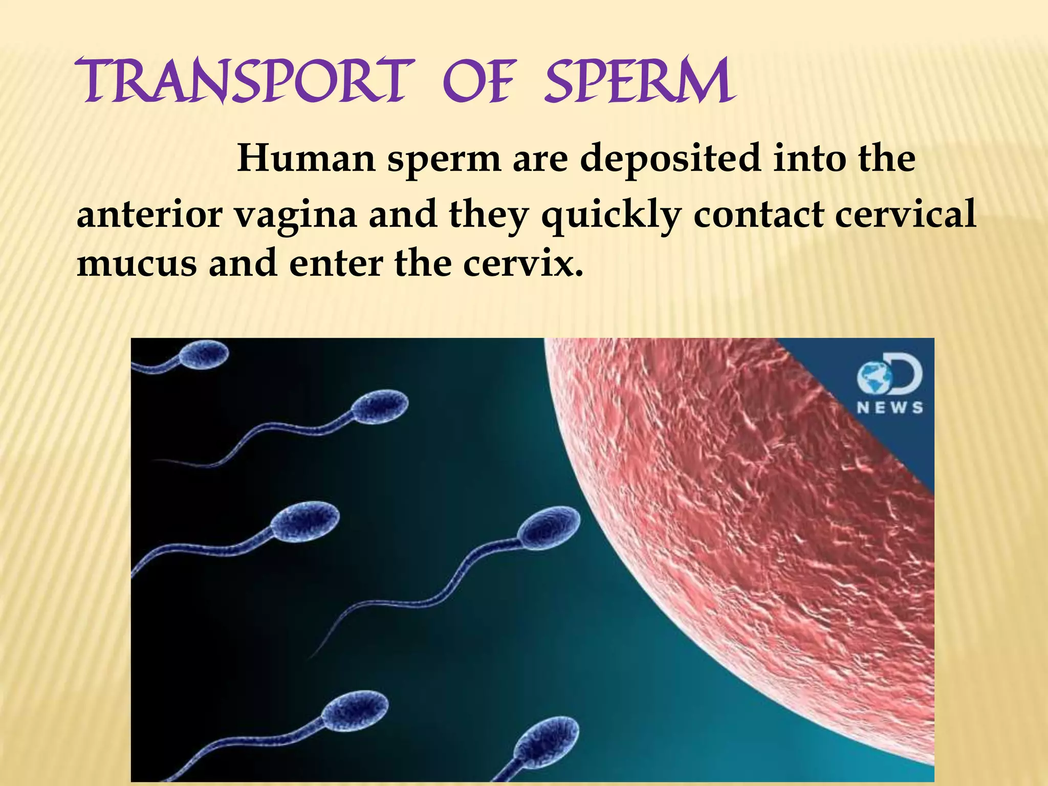 TRANSPORT OF SPERM
Human sperm are deposited into the
anterior vagina and they quickly contact cervical
mucus and enter the cervix.
 