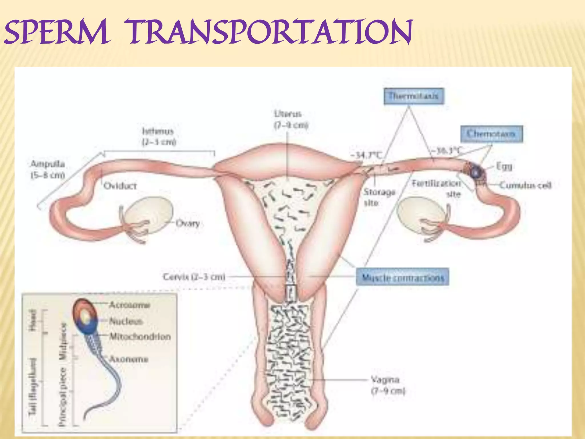 SPERM TRANSPORTATION
 