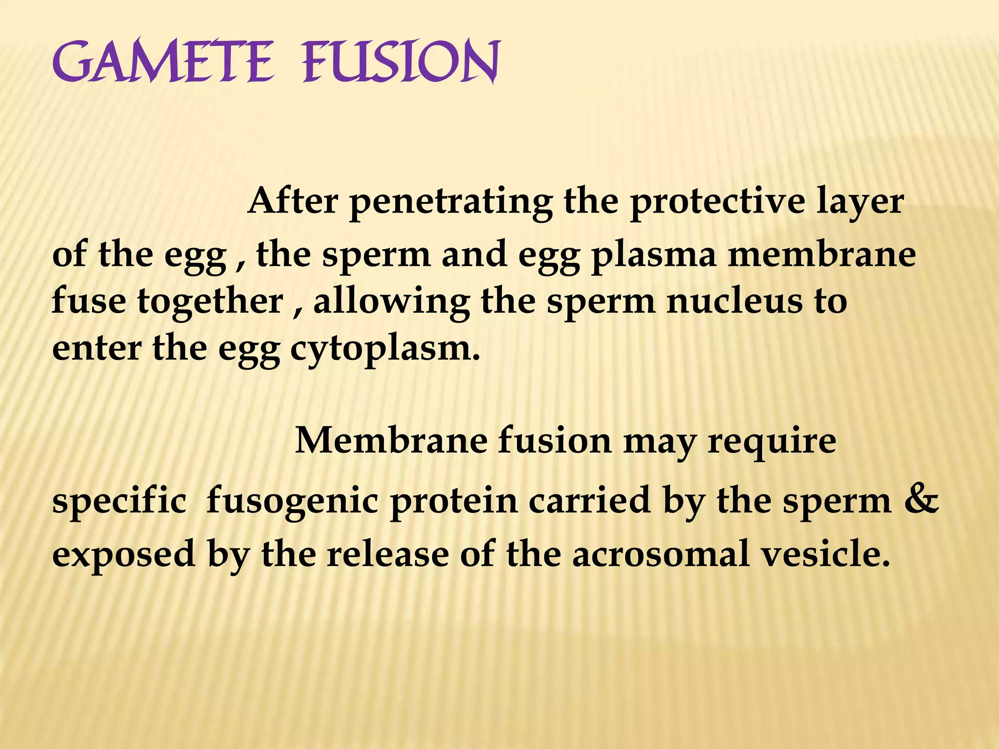 GAMETE FUSION
After penetrating the protective layer
of the egg , the sperm and egg plasma membrane
fuse together , allowing the sperm nucleus to
enter the egg cytoplasm.
Membrane fusion may require
specific fusogenic protein carried by the sperm &
exposed by the release of the acrosomal vesicle.
 