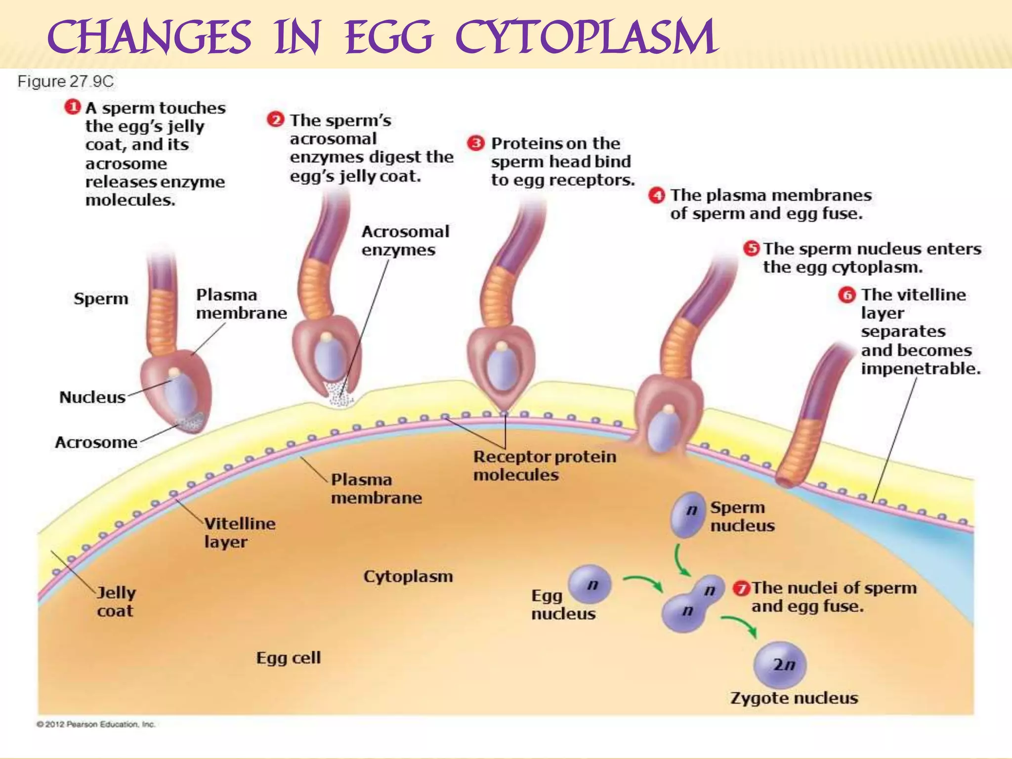 CHANGES IN EGG CYTOPLASM
 