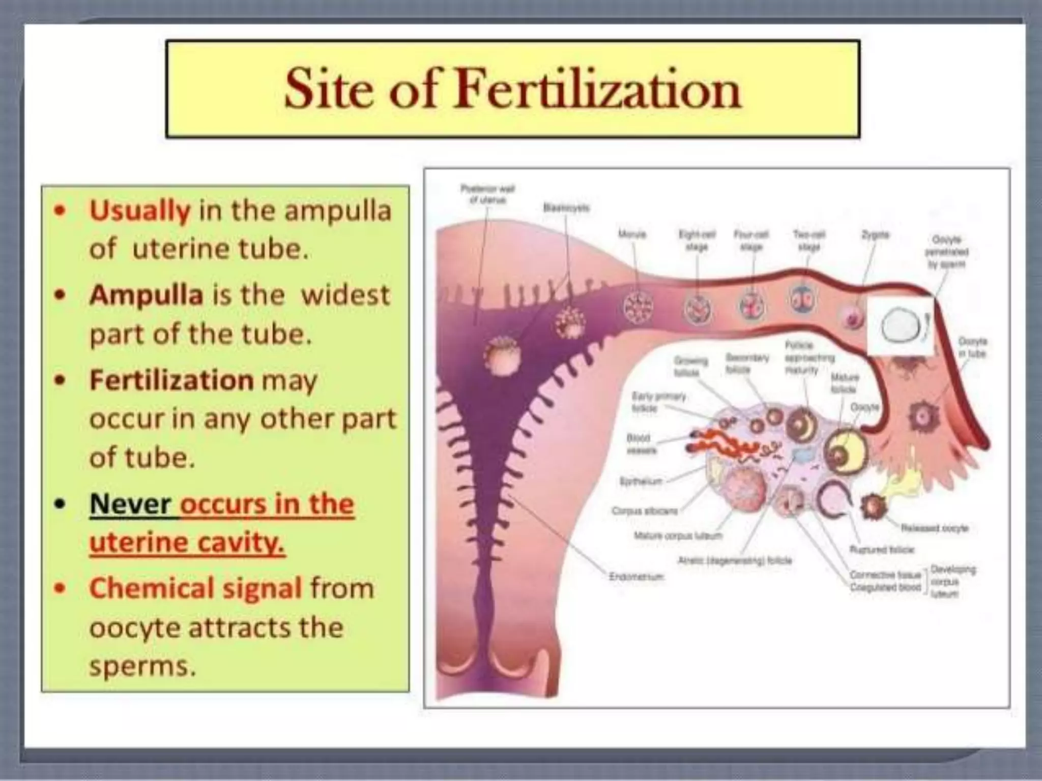 Fertilization, implantation, development of placenta and its function ...