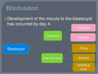 Fertilization, implantation, development of placenta and its function ...