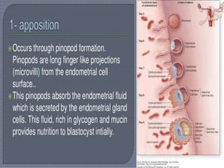 Fertilization, implantation, development of placenta and its function ...