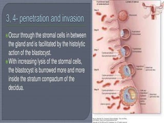 Fertilization, implantation, development of placenta and its function ...