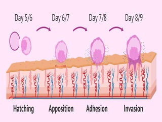Fertilization, implantation, development of placenta and its function ...