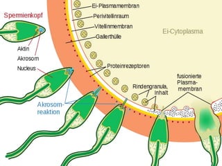 Fertilization, implantation, development of placenta and its function ...