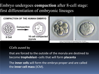fertilization.pptx