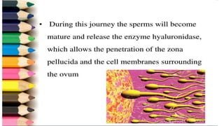 Fertilization.pptx