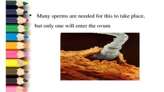 Fertilization.pptx