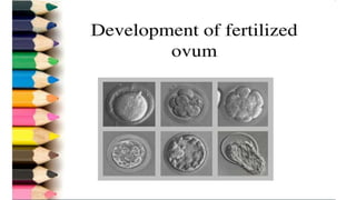 Fertilization.pptx
