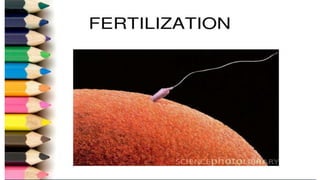 Fertilization.pptx