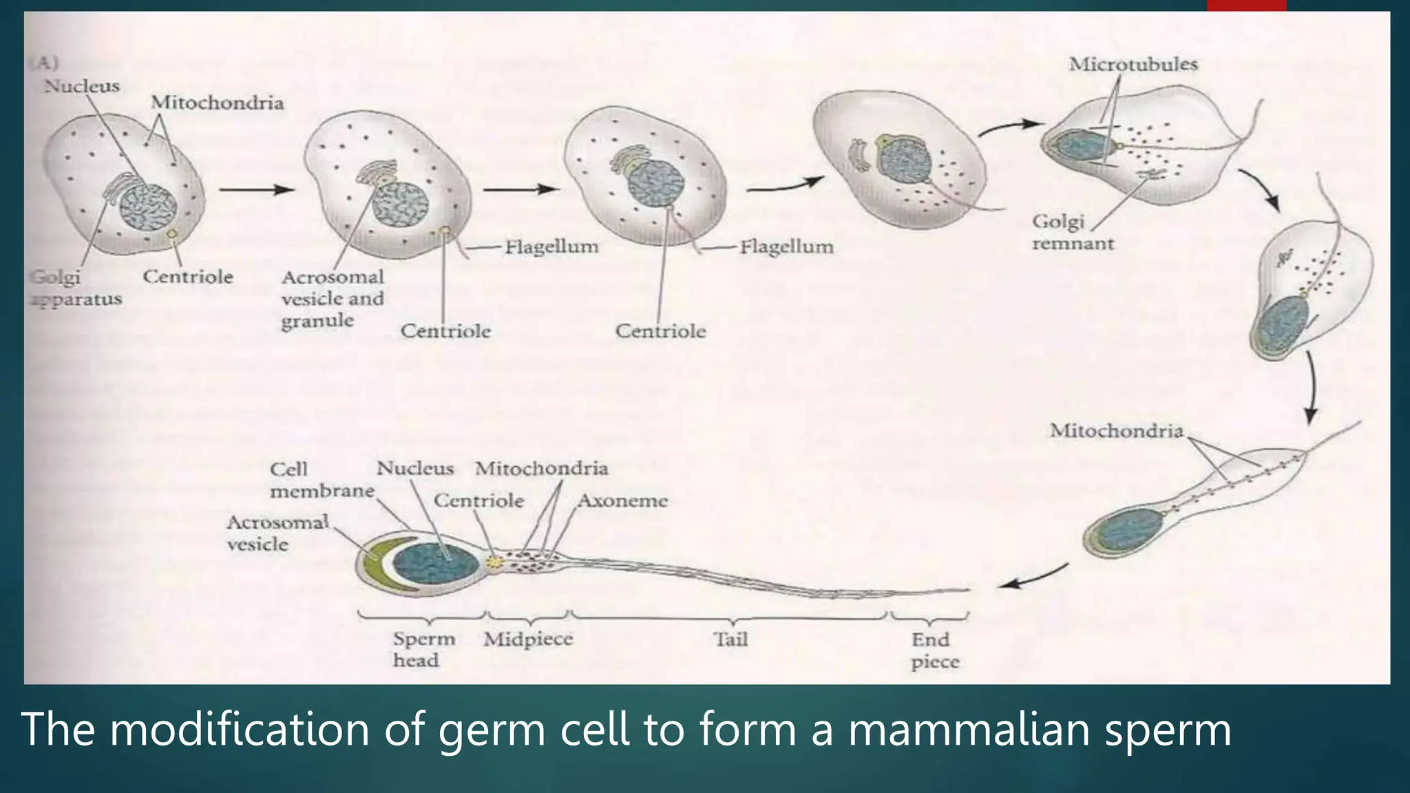 Fertilization: Sperm and the egg—collectively called the gametes—fuse ...