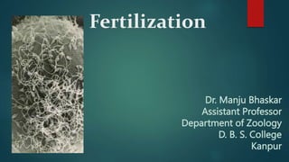 Fertilization
Dr. Manju Bhaskar
Assistant Professor
Department of Zoology
D. B. S. College
Kanpur
 