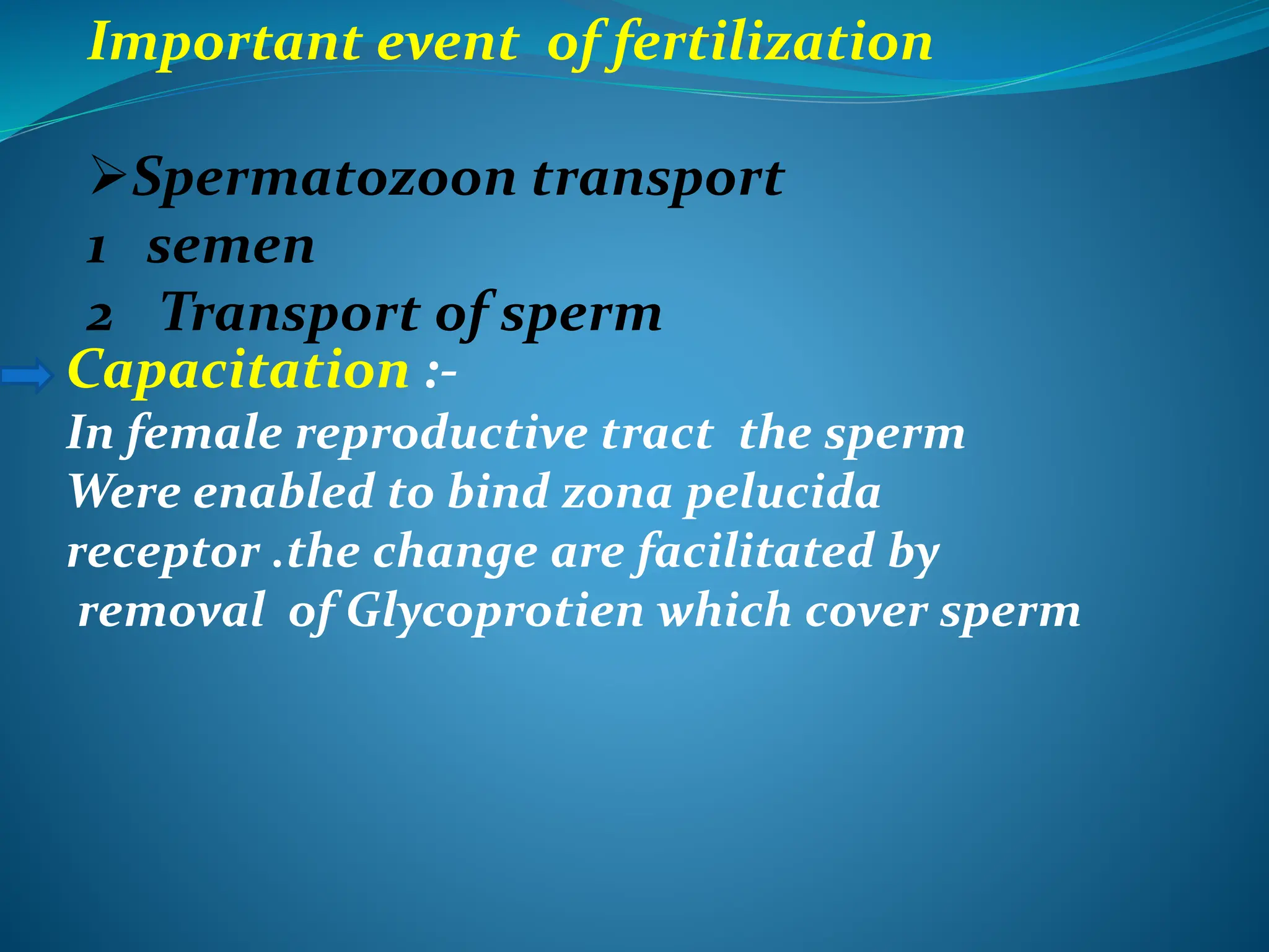 Important event of fertilization
Spermatozoon transport
1 semen
2 Transport of sperm
Capacitation :-
In female reproductive tract the sperm
Were enabled to bind zona pelucida
receptor .the change are facilitated by
removal of Glycoprotien which cover sperm
 