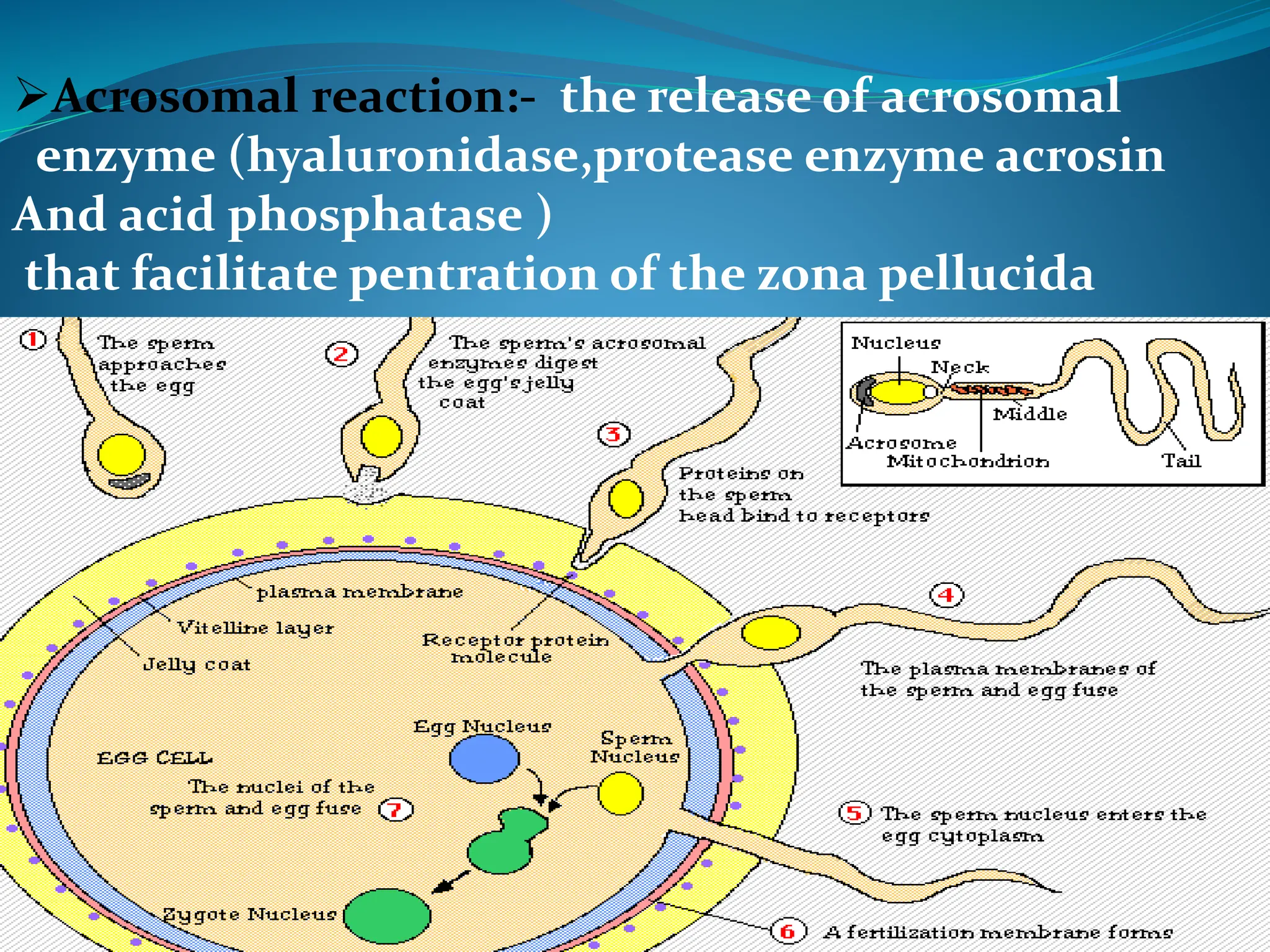 Acrosomal reaction:- the release of acrosomal
enzyme (hyaluronidase,protease enzyme acrosin
And acid phosphatase )
that facilitate pentration of the zona pellucida
 