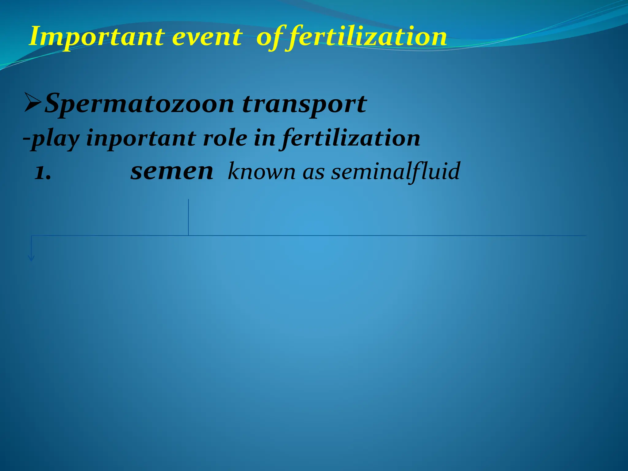 Important event of fertilization
Spermatozoon transport
-play inportant role in fertilization
1. semen known as seminalfluid
 