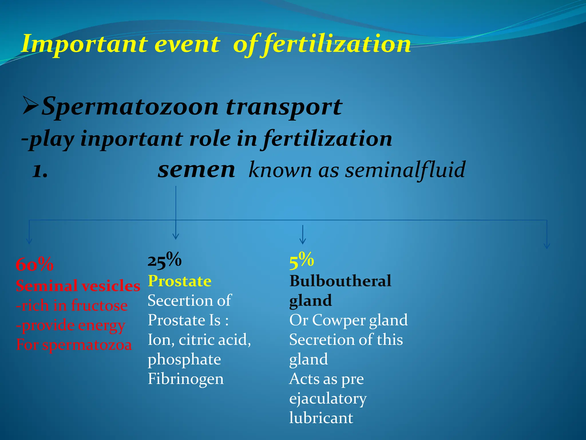 Important event of fertilization
Spermatozoon transport
-play inportant role in fertilization
1. semen known as seminalfluid
60%
Seminal vesicles
-rich in fructose
-provide energy
For spermatozoa
25%
Prostate
Secertion of
Prostate Is :
Ion, citric acid,
phosphate
Fibrinogen
5%
Bulboutheral
gland
Or Cowper gland
Secretion of this
gland
Acts as pre
ejaculatory
lubricant
 