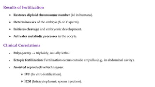 Results of Fertilization
• Restores diploid chromosome number (46 in humans).
• Determines sex of the embryo (X or Y sperm).
• Initiates cleavage and embryonic development.
• Activates metabolic processes in the oocyte.
Clinical Correlations
• Polyspermy → triploidy, usually lethal.
• Ectopic fertilization: Fertilization occurs outside ampulla (e.g., in abdominal cavity).
• Assisted reproductive techniques:
➢ IVF (In vitro fertilization).
➢ ICSI (Intracytoplasmic sperm injection).
 