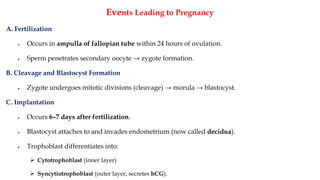 Events Leading to Pregnancy
A. Fertilization
• Occurs in ampulla of fallopian tube within 24 hours of ovulation.
• Sperm penetrates secondary oocyte → zygote formation.
B. Cleavage and Blastocyst Formation
• Zygote undergoes mitotic divisions (cleavage) → morula → blastocyst.
C. Implantation
• Occurs 6–7 days after fertilization.
• Blastocyst attaches to and invades endometrium (now called decidua).
• Trophoblast differentiates into:
➢ Cytotrophoblast (inner layer)
➢ Syncytiotrophoblast (outer layer, secretes hCG).
 