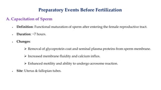 Preparatory Events Before Fertilization
A. Capacitation of Sperm
• Definition: Functional maturation of sperm after entering the female reproductive tract.
• Duration: ~7 hours.
• Changes:
➢ Removal of glycoprotein coat and seminal plasma proteins from sperm membrane.
➢ Increased membrane fluidity and calcium influx.
➢ Enhanced motility and ability to undergo acrosome reaction.
• Site: Uterus & fallopian tubes.
 