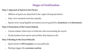 Stages of Fertilization
Step 1: Approach of Sperm to the Oocyte
• Millions of sperm are deposited in the vagina during ejaculation.
• Only a few hundred reach the ampulla.
• Sperm swim using flagellar movement and are guided by chemotaxis and thermotaxis.
Step 2: Penetration of the Corona Radiata
• Corona radiata: Outer layer of follicular cells surrounding the oocyte.
• Hyaluronidase from sperm and motility help disperse cells.
Step 3: Binding to the Zona Pellucida
• Sperm binds to ZP3 receptors on zona pellucida.
• Binding triggers the acrosome reaction.
 