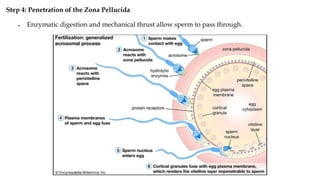 Step 4: Penetration of the Zona Pellucida
• Enzymatic digestion and mechanical thrust allow sperm to pass through.
 