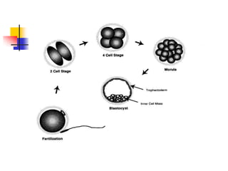 Embryo Pooling Fertilization early embryo dev't | PPT