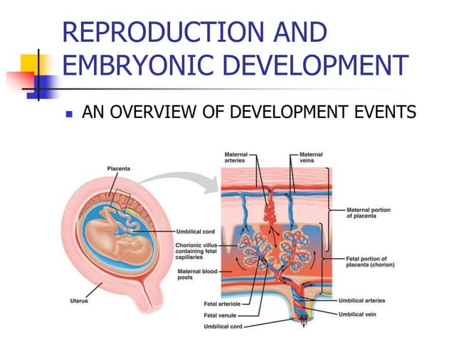 Model of Early Stages of Egg Fertilization and Development Consisting of 16 Parts