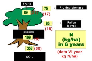 Fruits
                           Pruning biomass
     (21)         (17)

                               Fallen
                               leaves
                   (16)
skeleton

           (6)

           (60)
                          (data VI year
  SOIL                      kg N/ha)
 