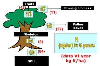 Fruits
(42)                           Pruning biomass
                     (11)

                                   Fallen
                                   leaves
                        (27)
  Skeleton

              (4)

              (84)
                            (data VI year
       SOIL                   kg K/ha)
 